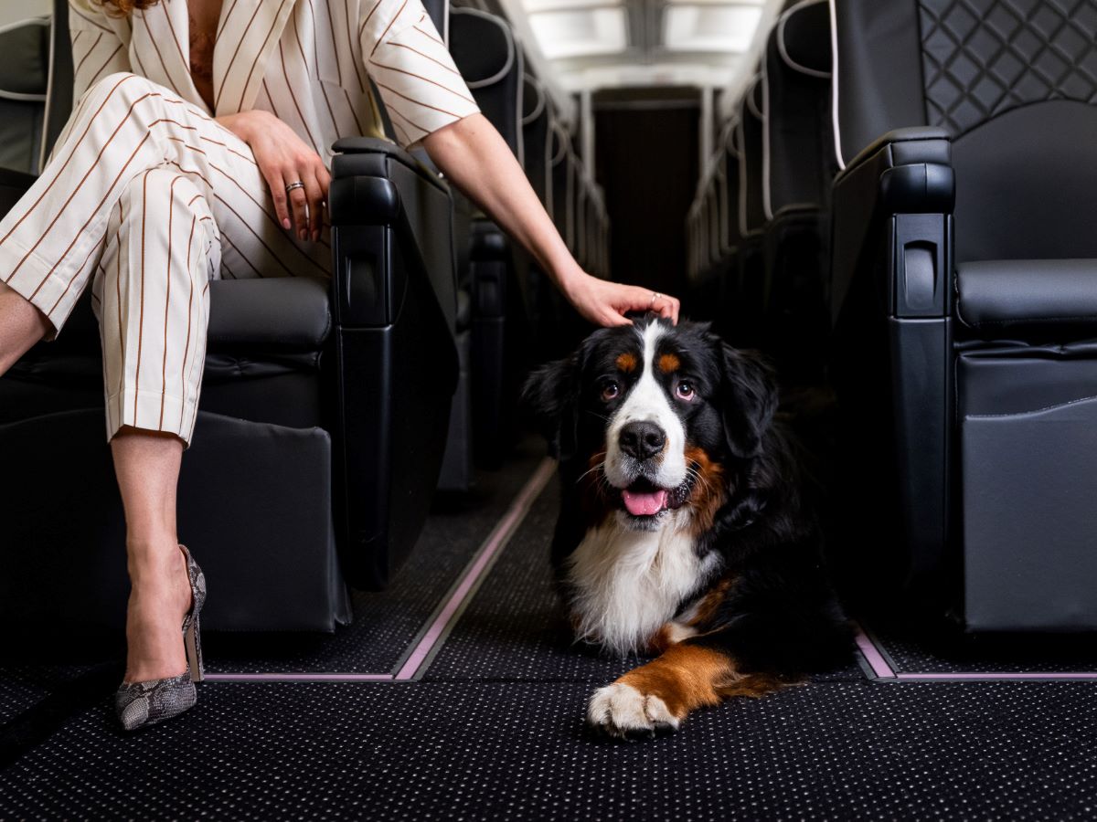 Pets on Jets: Why Rich and Famous Travel with Animals